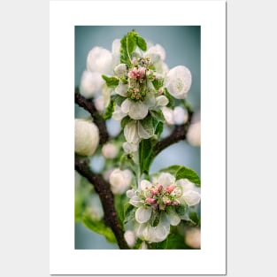 Blossoming branch of an apple tree - spring motif Posters and Art